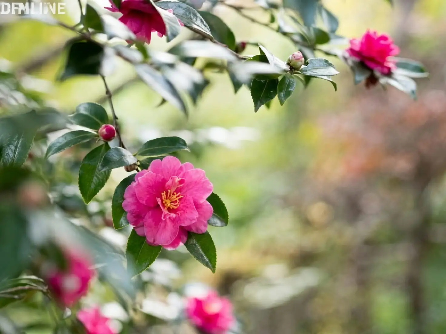camellia sasanqua cuttings mist bench