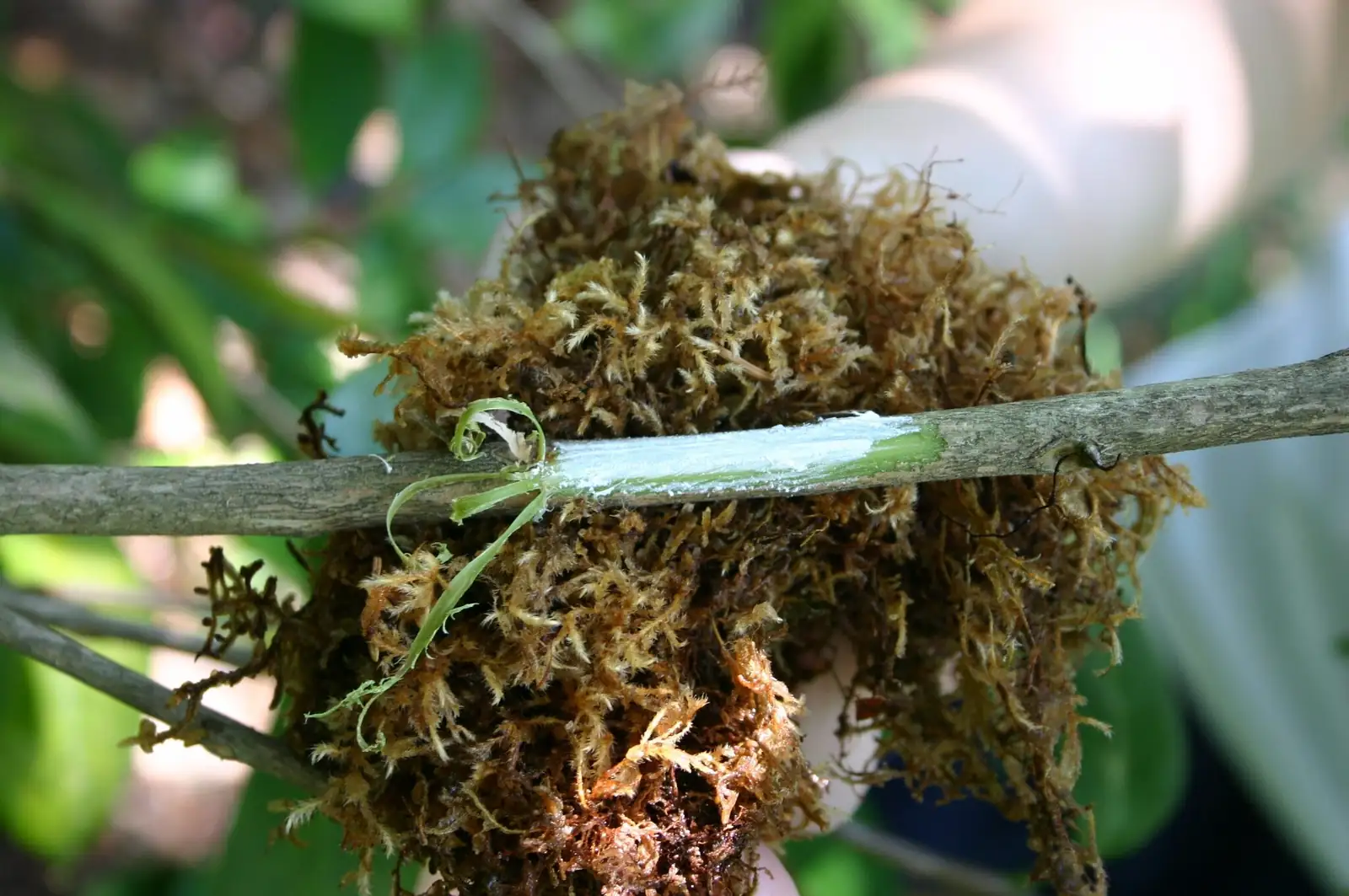 camellia sasanqua air layering sphagnum