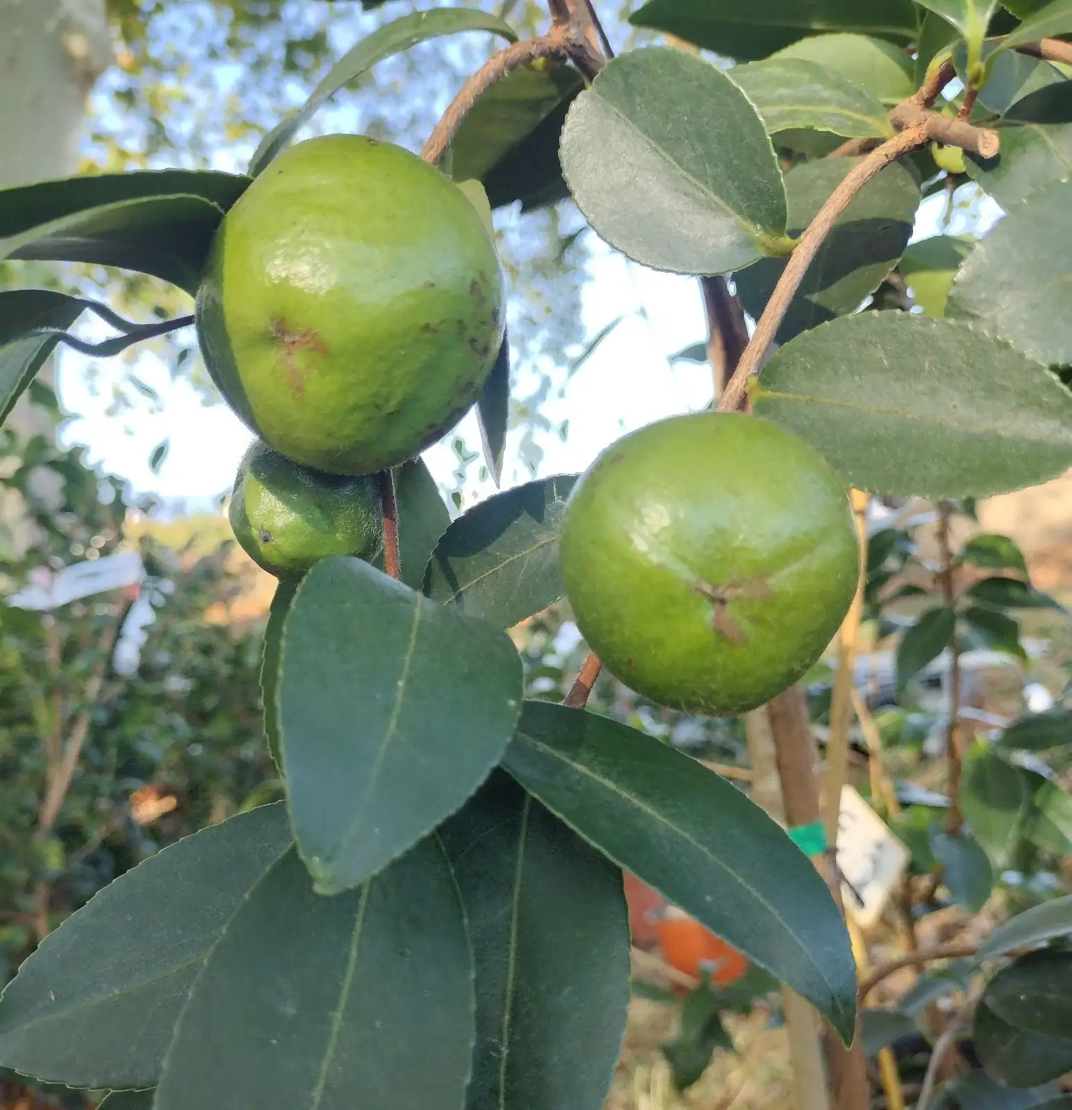 camellia sasanqua grafting on oleifera