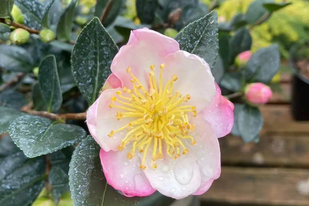Design Like a Pro: Pair Sasanqua Camellias with Azaleas, Pieris, Gardenias, and Japanese Maples