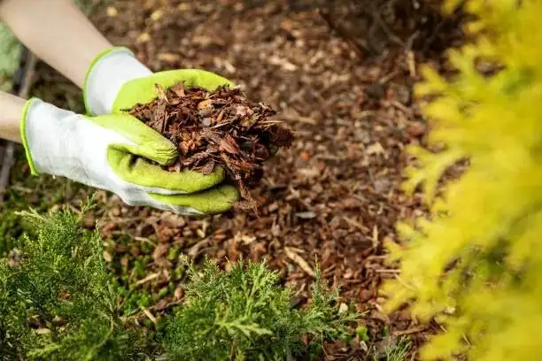 sasanqua camellia pine straw mulch