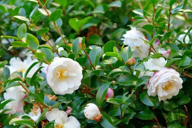 sasanqua camellia with azaleas pieris