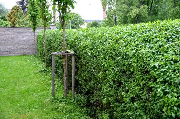 sasanqua camellia privacy hedge