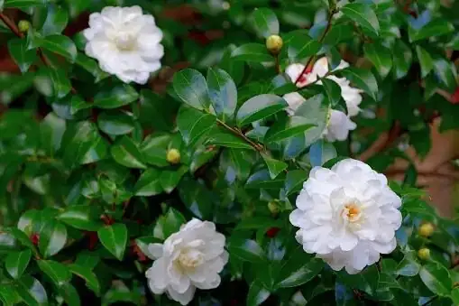 The Effortless Evergreen Hedge: Prune, Thin, and Time Your Sasanqua for Bigger Blooms