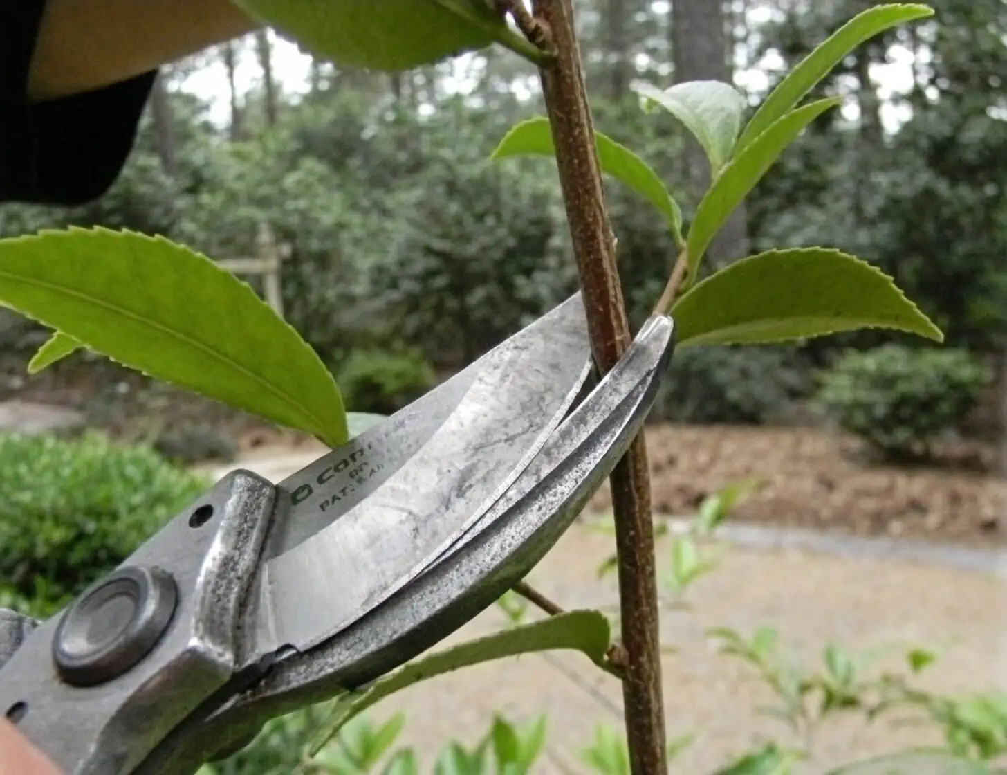 camellia sasanqua bud thinning hand