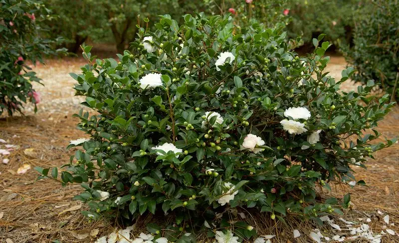 camellia sasanqua drip irrigation mulch