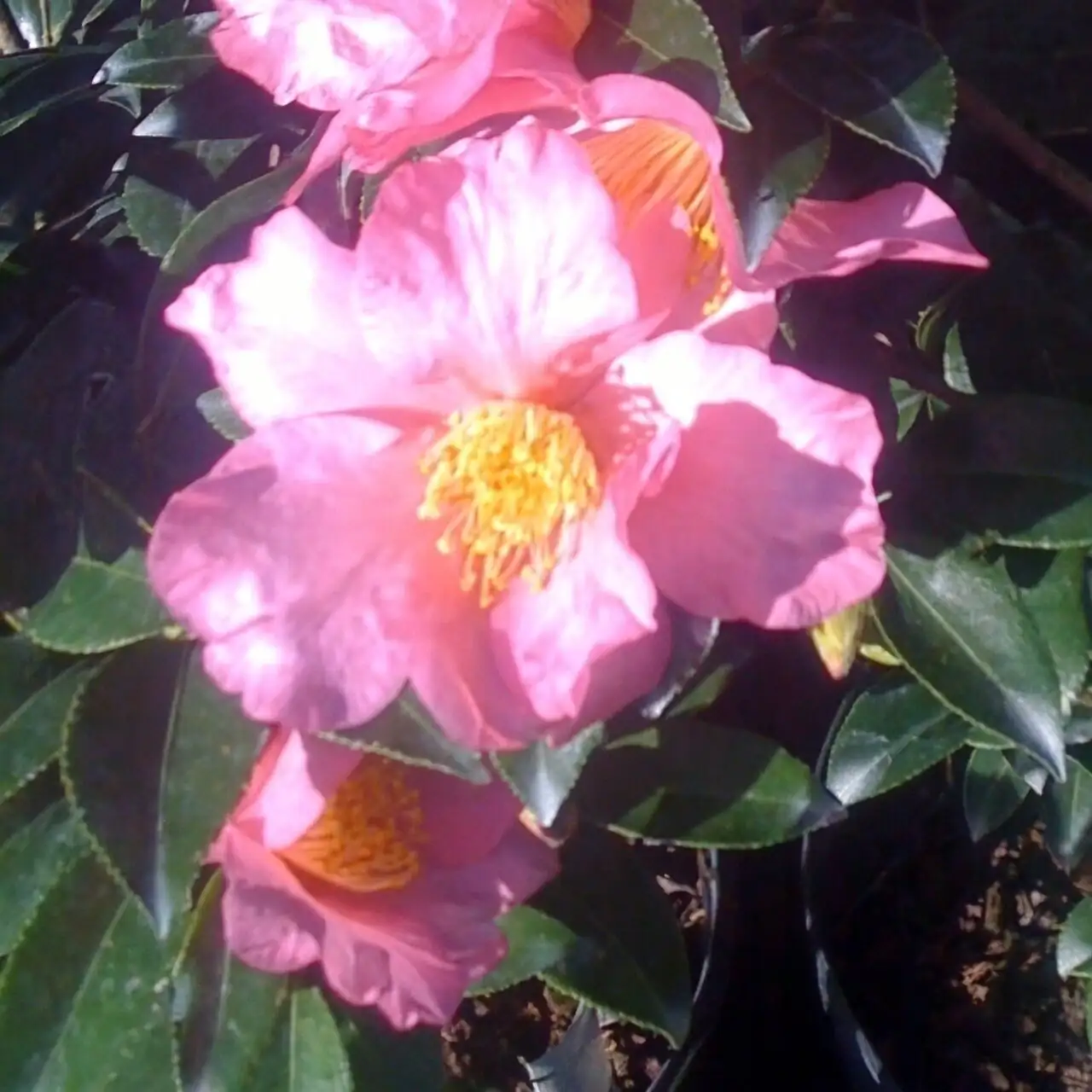 sasanqua camellia indoor bright window