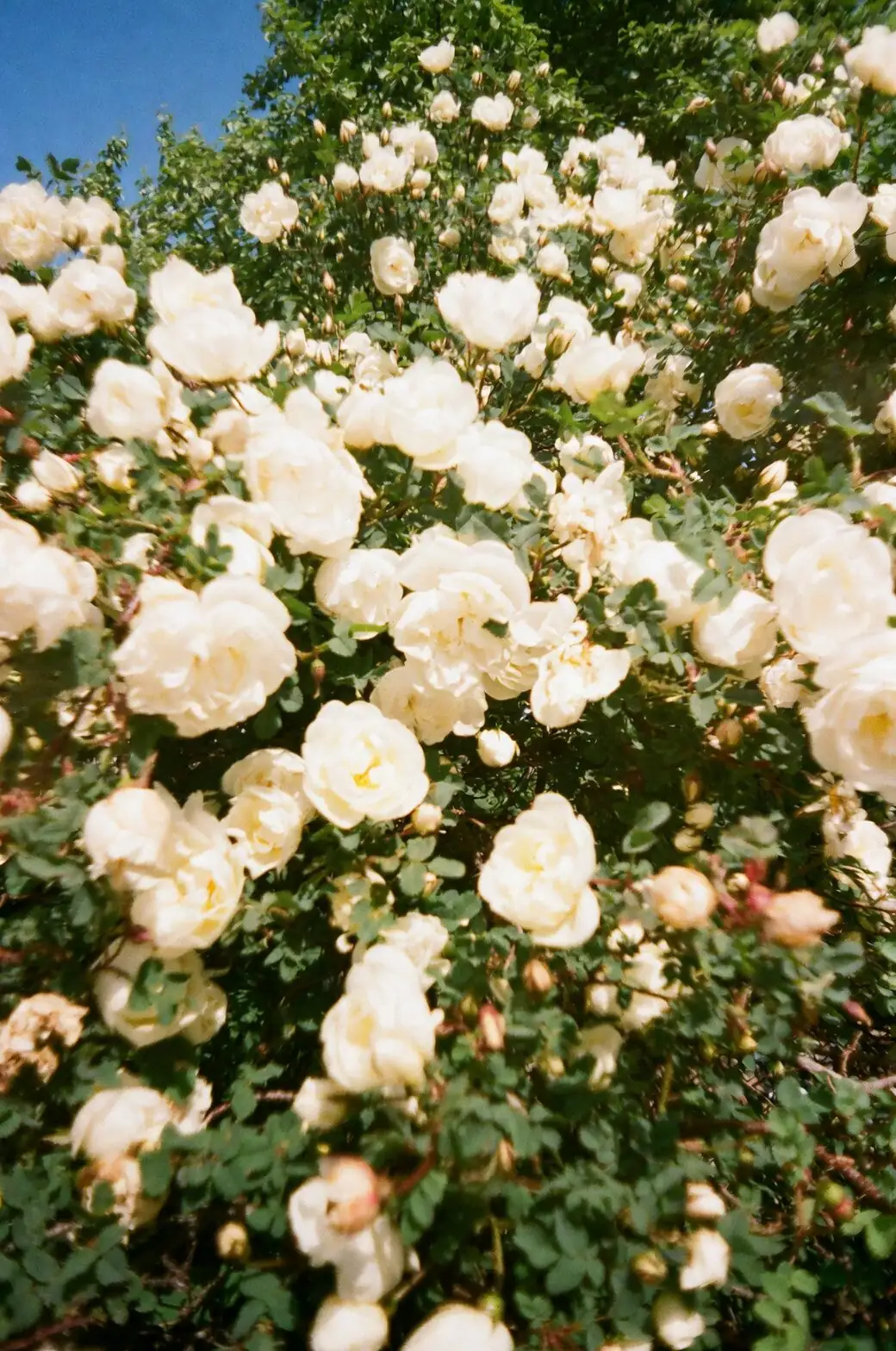sasanqua camellia shade cloth sun