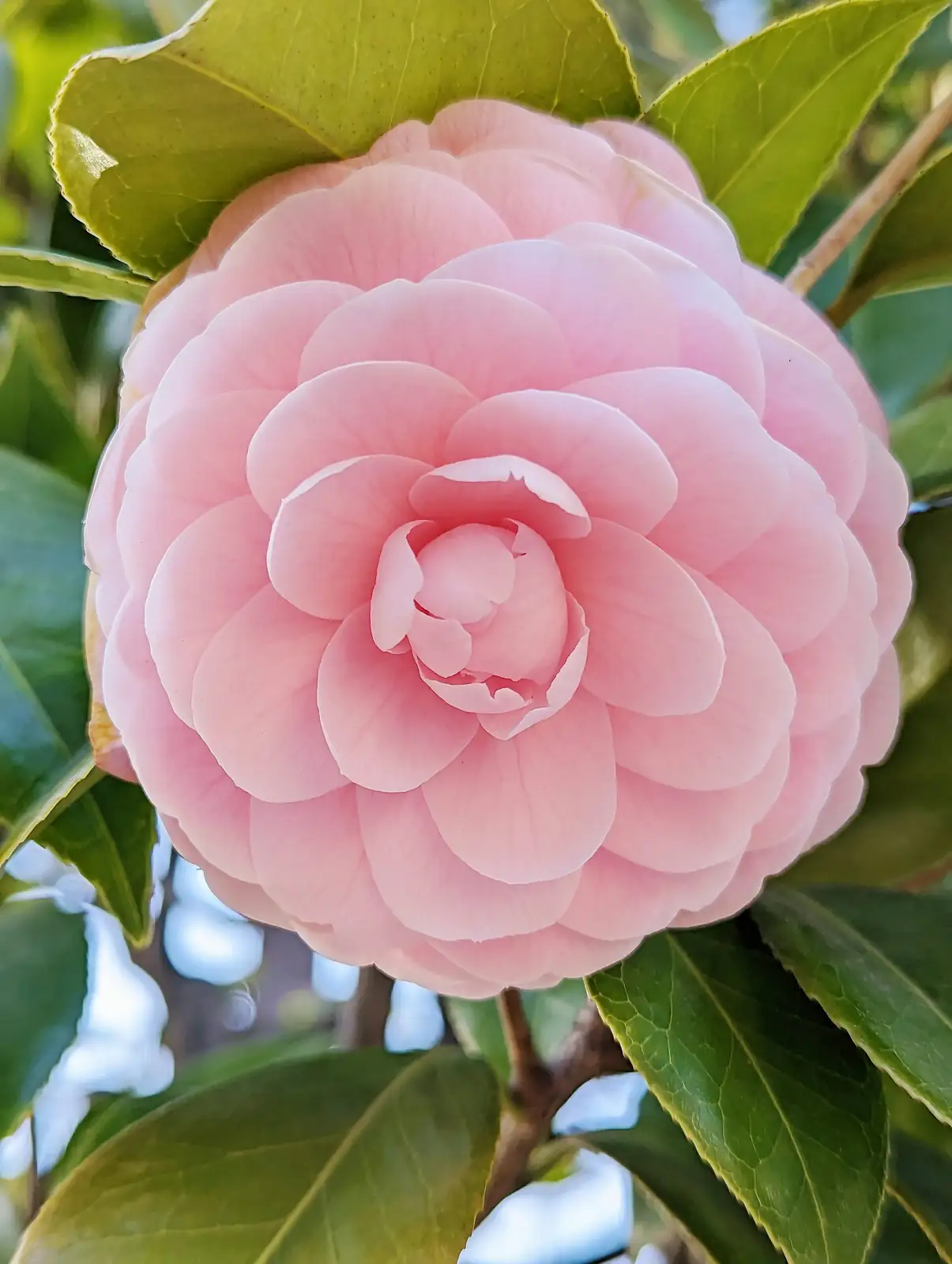 sasanqua camellia mulch base close-up