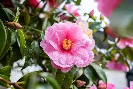 sasanqua camellia frost cloth wrap