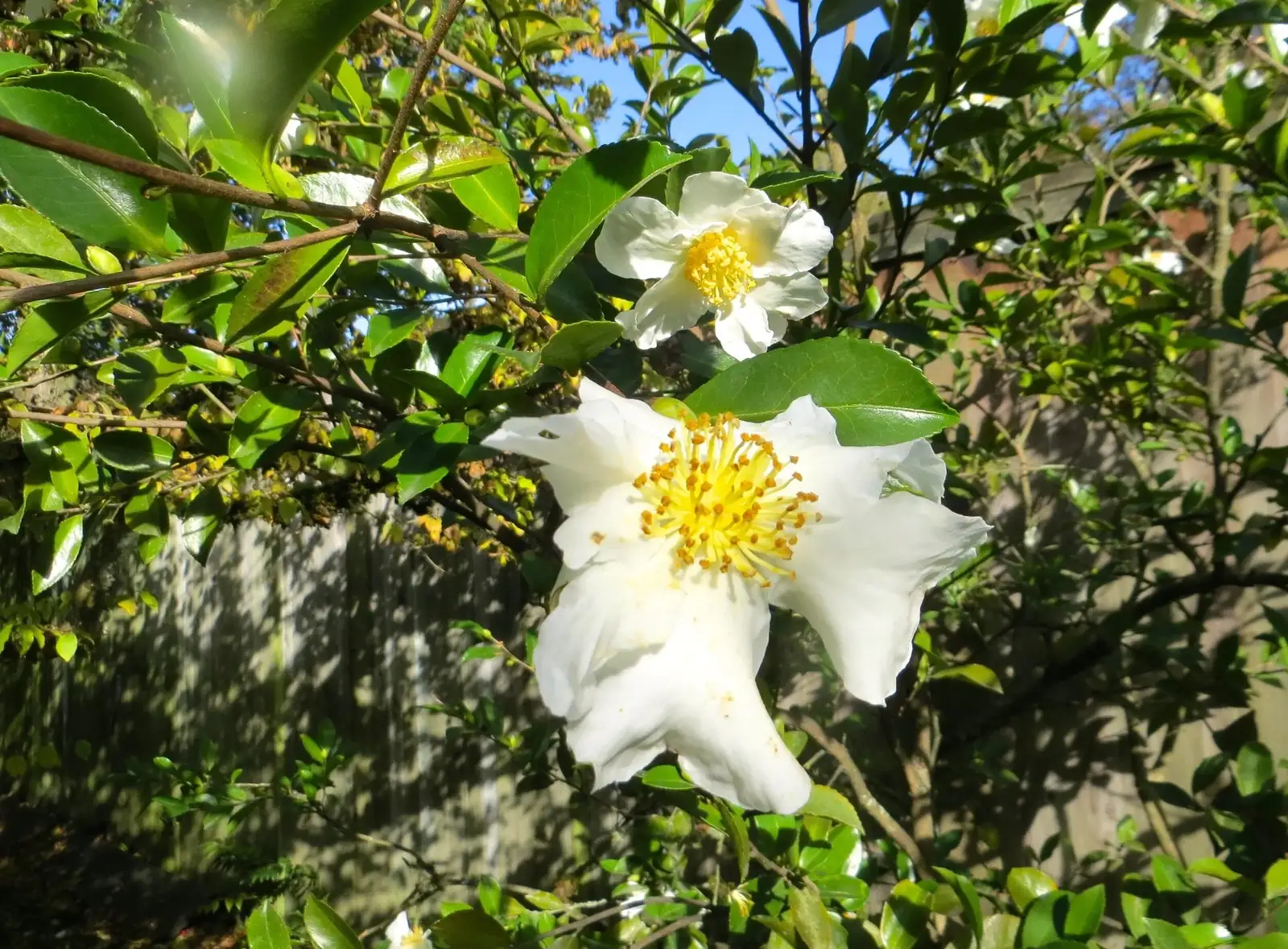 sasanqua camellia fallen petals moss