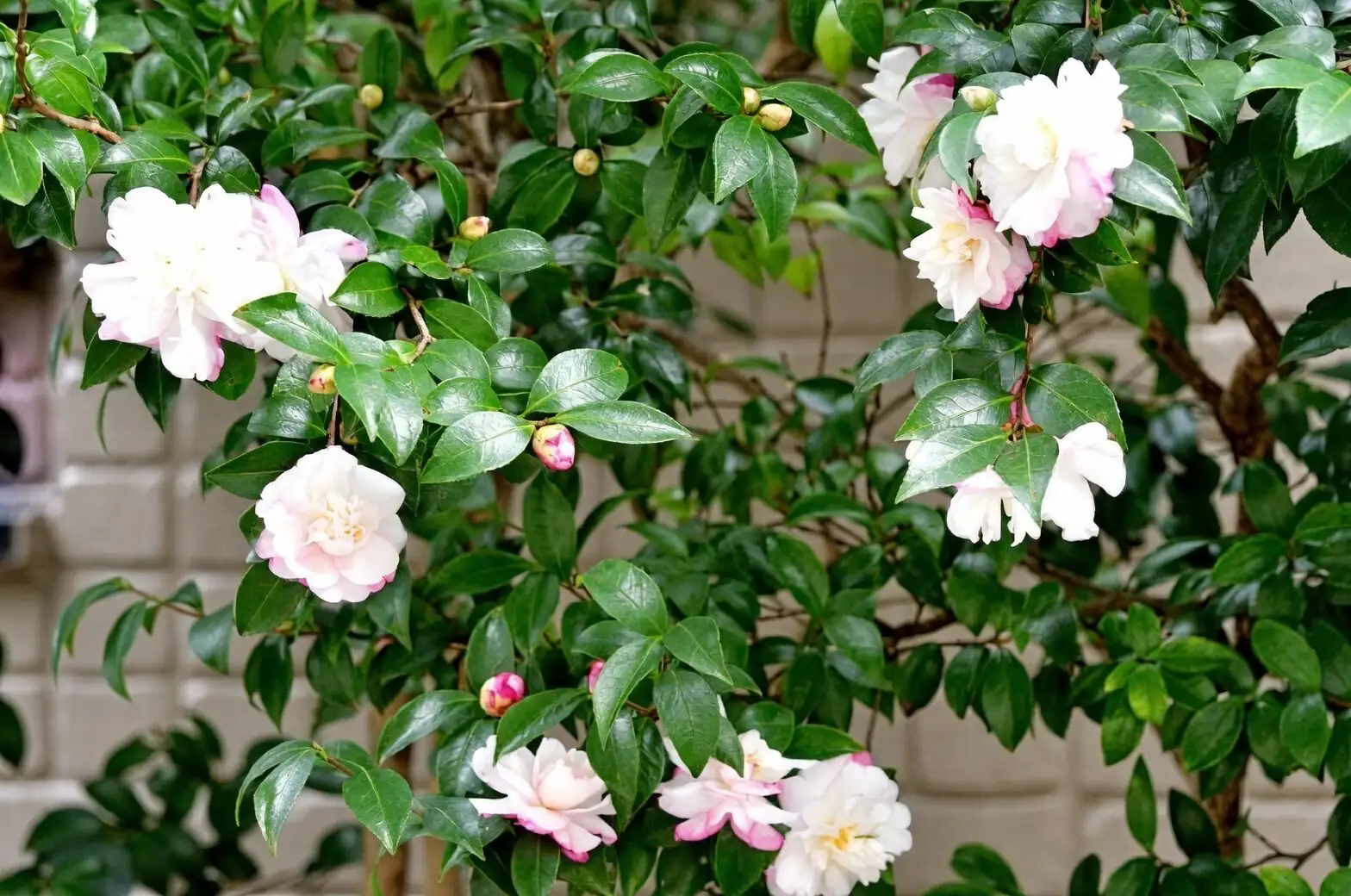 sasanqua camellia watering can