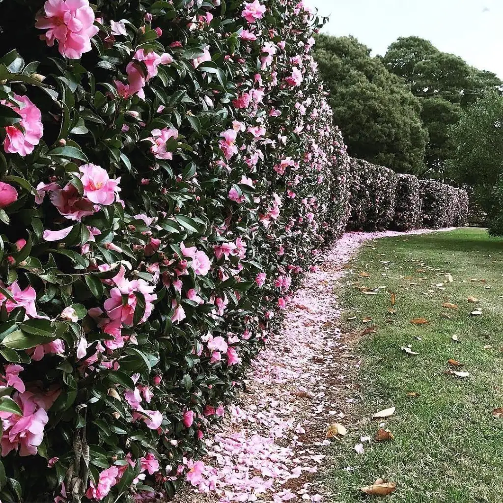 sasanqua camellia hedge front yard