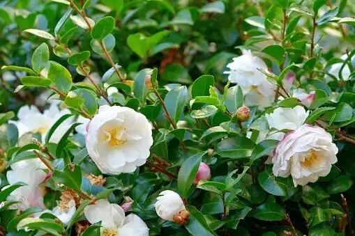 sasanqua camellia potted balcony