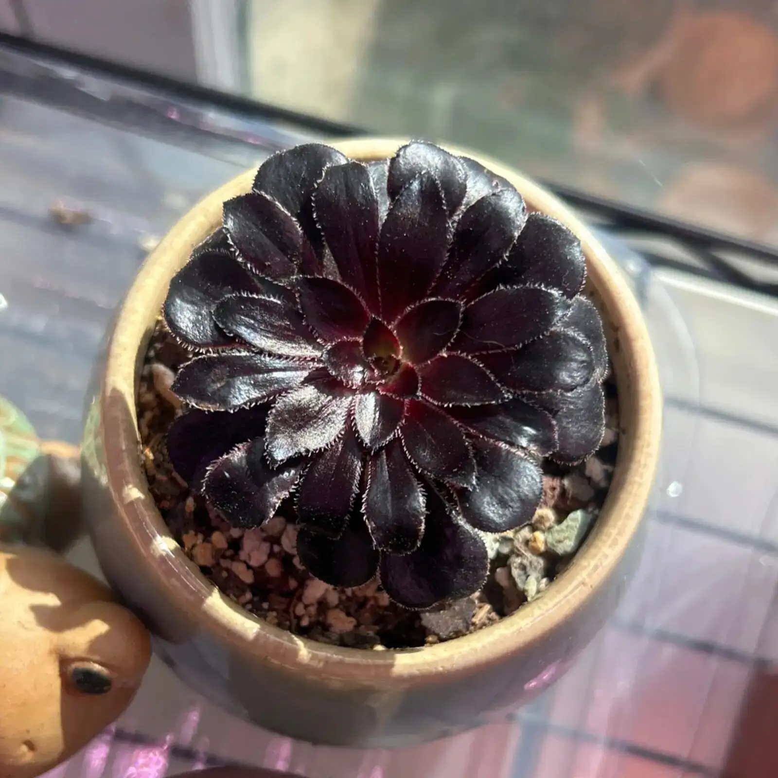 Black Rose Aeonium indoor east window