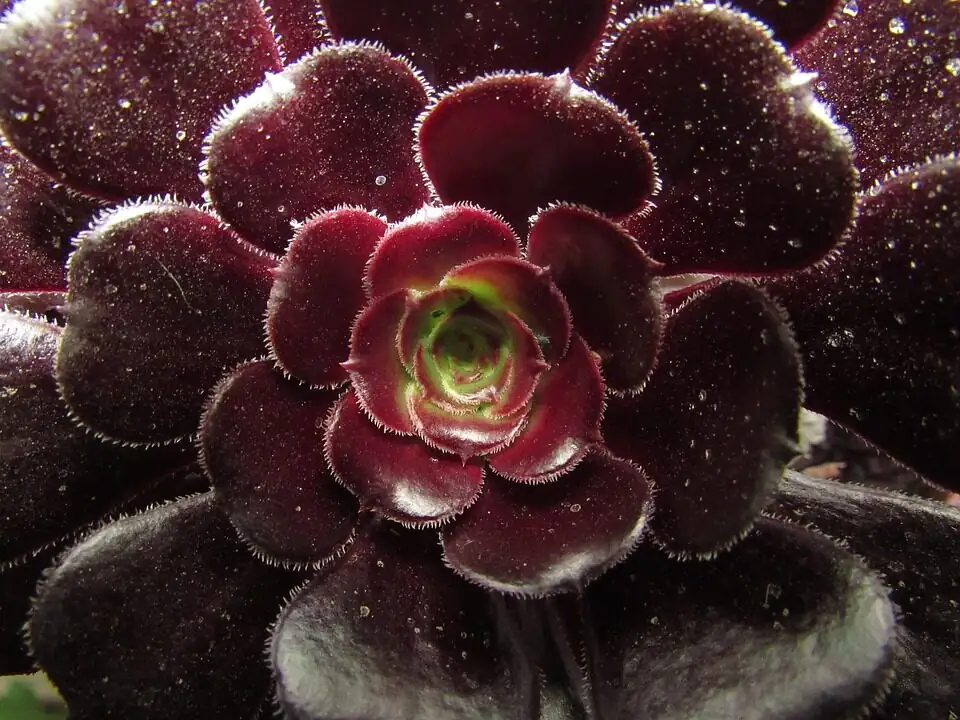 Black Rose Aeonium watering can hands