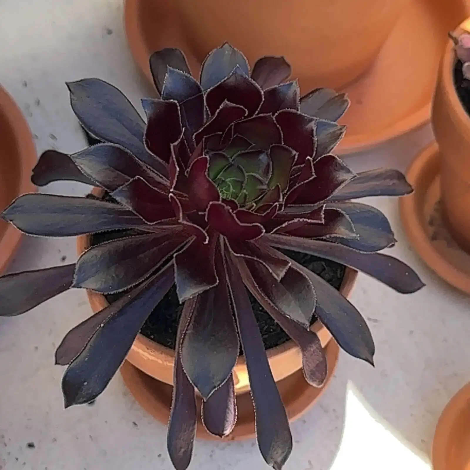 Black Rose Aeonium under shade cloth