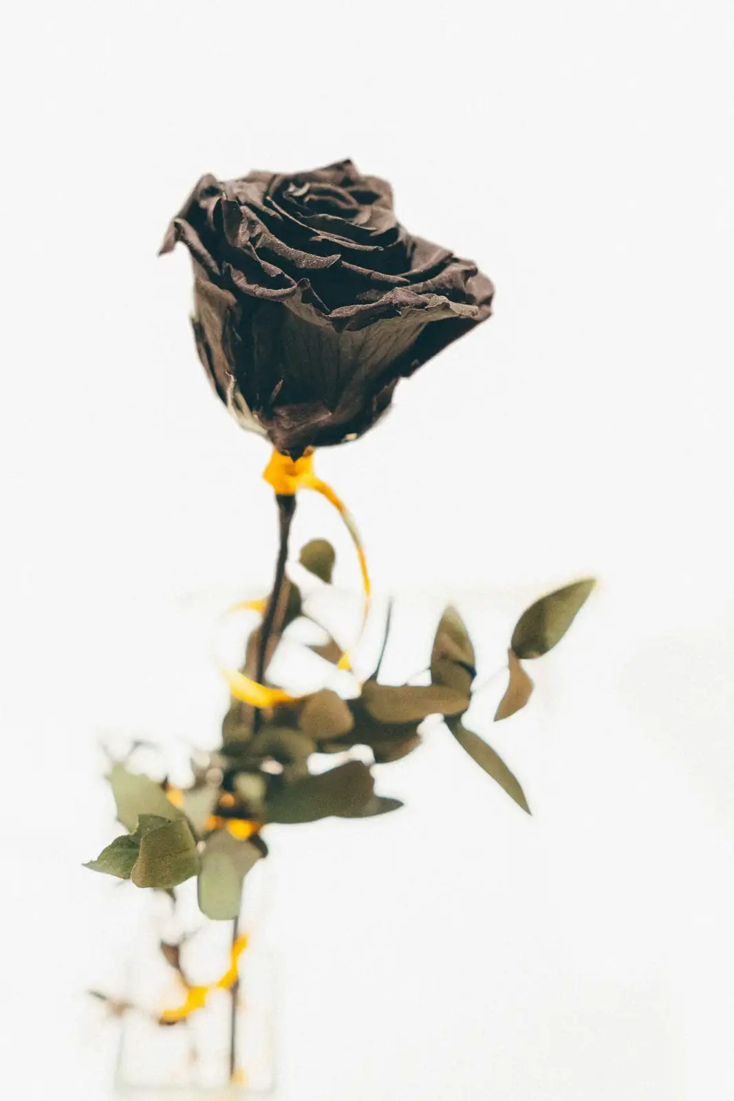 Black Rose Aeonium rosette cutting callus