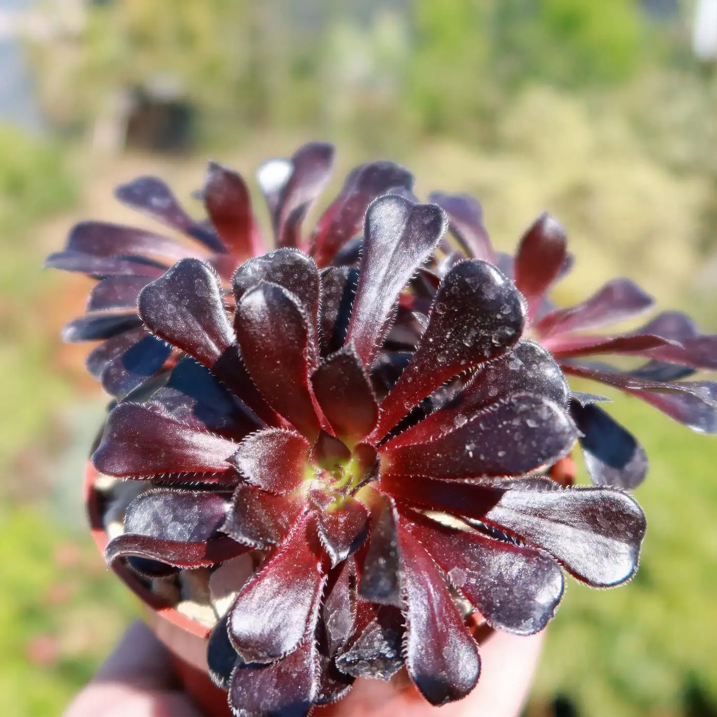 Mealybug Drama and Midnight Rosettes: Saving Your ‘Zwartkop’ from Pests and Rot