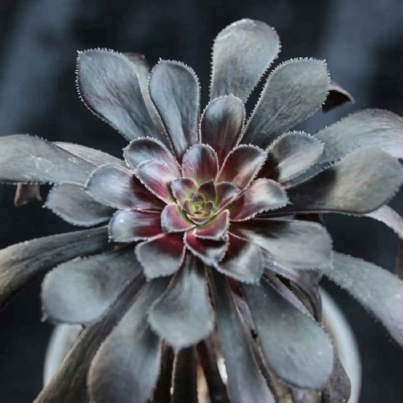 Aeonium Zwartkop pest control kit