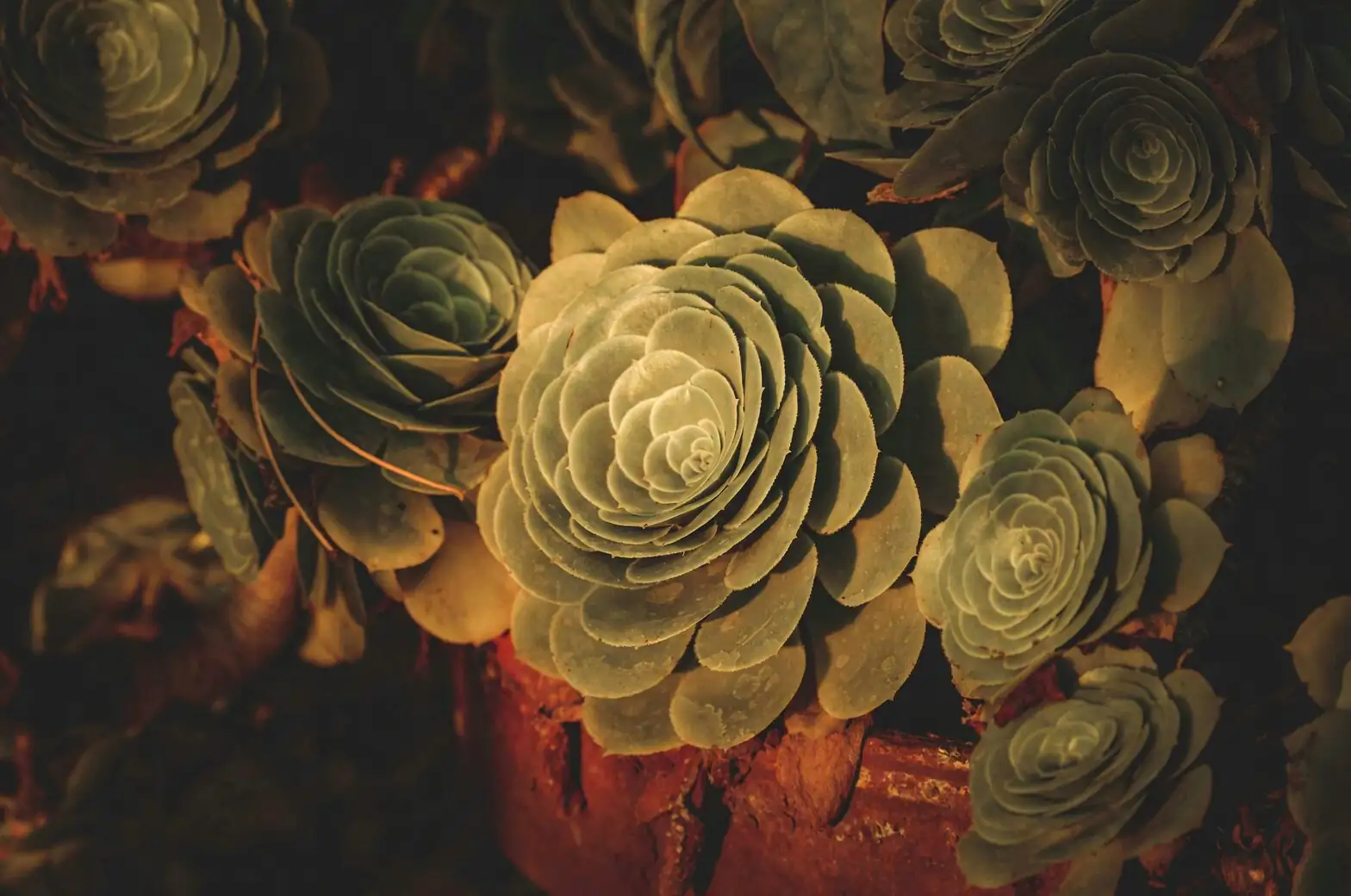 From Canary Island Cliffs to Coffee Tables: How ‘Zwartkop’ Became the Iconic Black Rosette