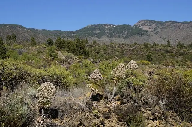 aeonium arboreum volcanic slope canary islands