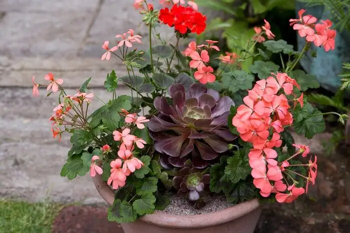 aeonium zwartkop patio container sunlight