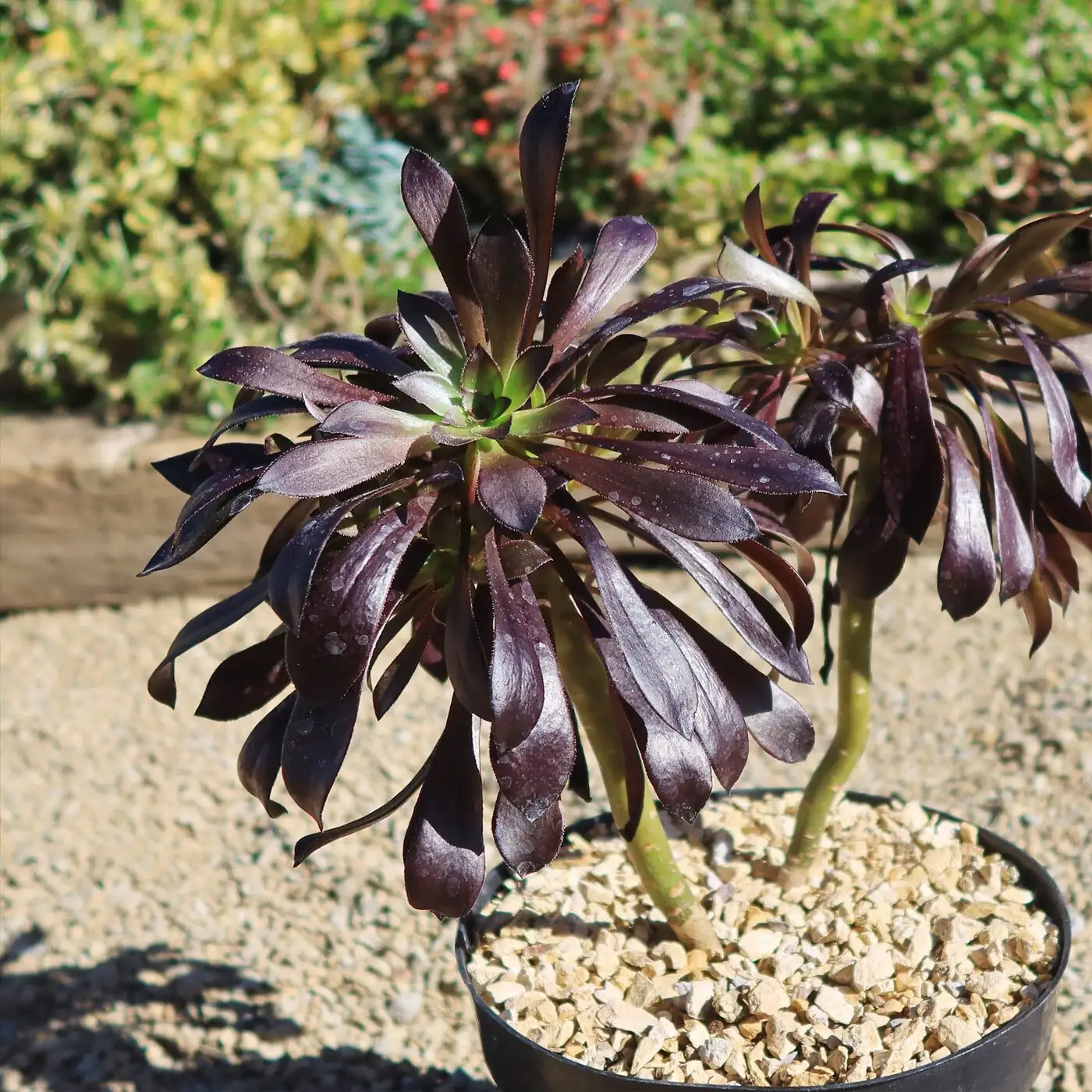 Why Does My Black Rose Turn Green? 7 Quirks that Make ‘Zwartkop’ a Conversation Piece
