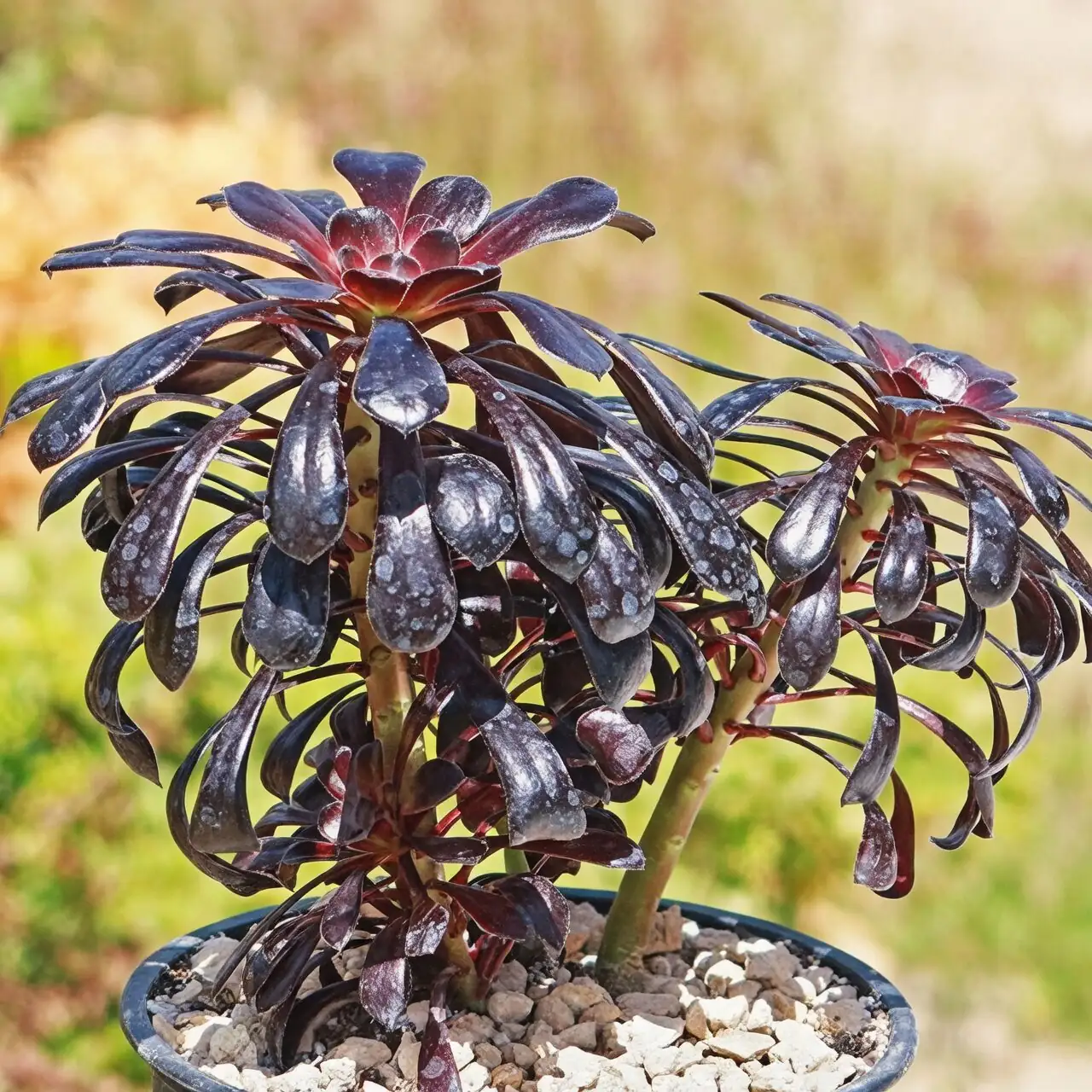 watering aeonium zwartkop indoor pot