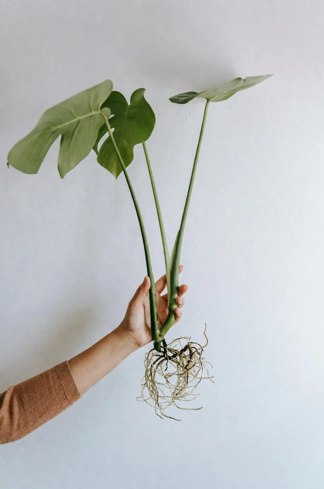 aeonium zwartkop stem cutting callus
