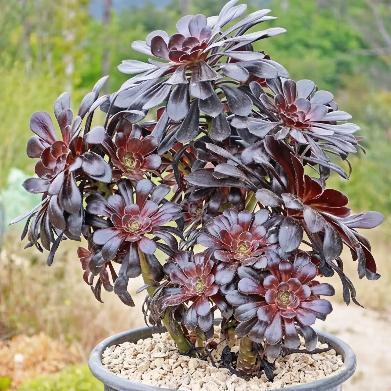 Mystery, Resilience, and Rebirth: The Flower Language of Black Rose Aeonium—and Where It Came From