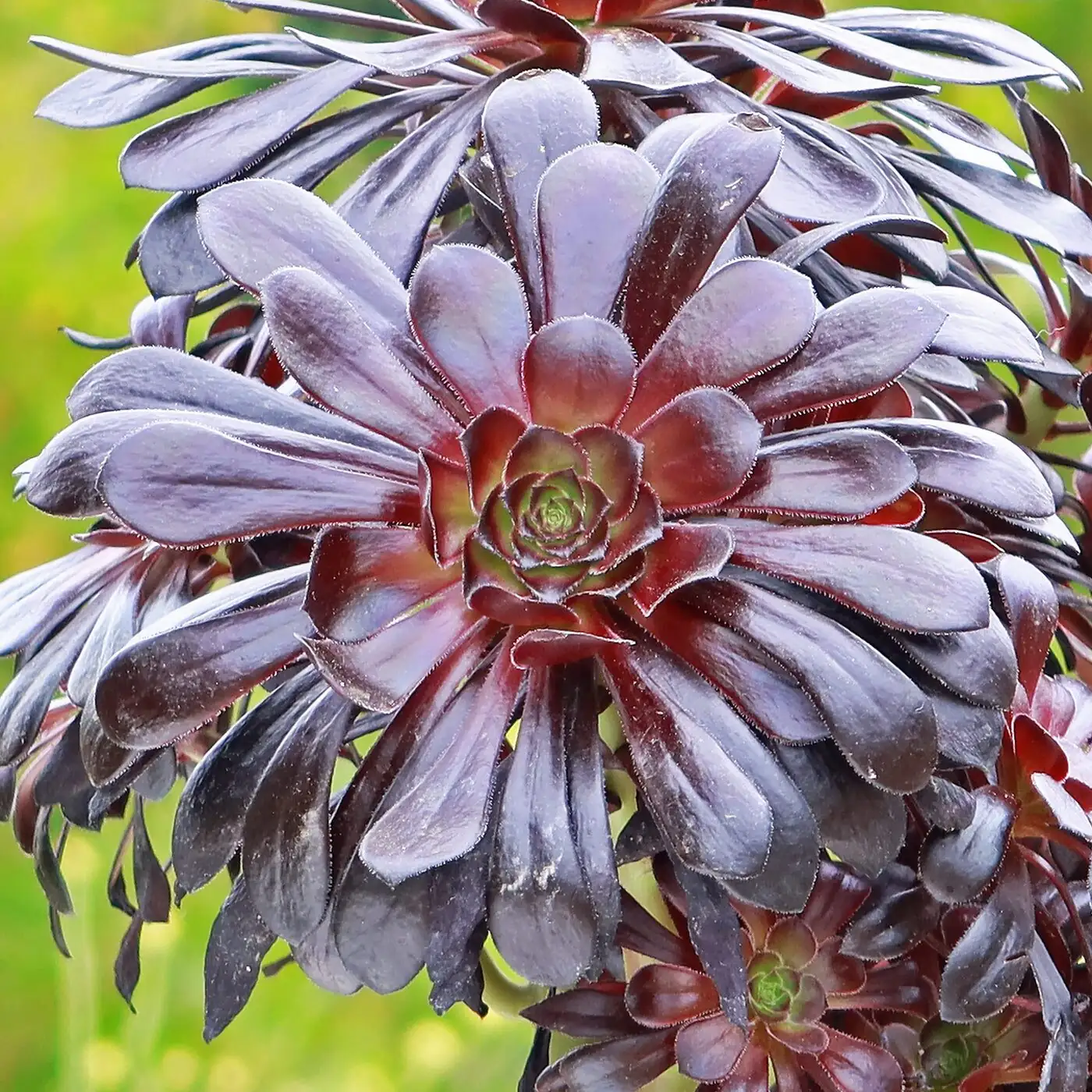 aeonium zwartkop yellow flowers close-up
