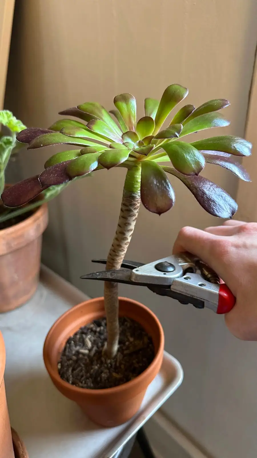 black rose aeonium stem cutting propagation