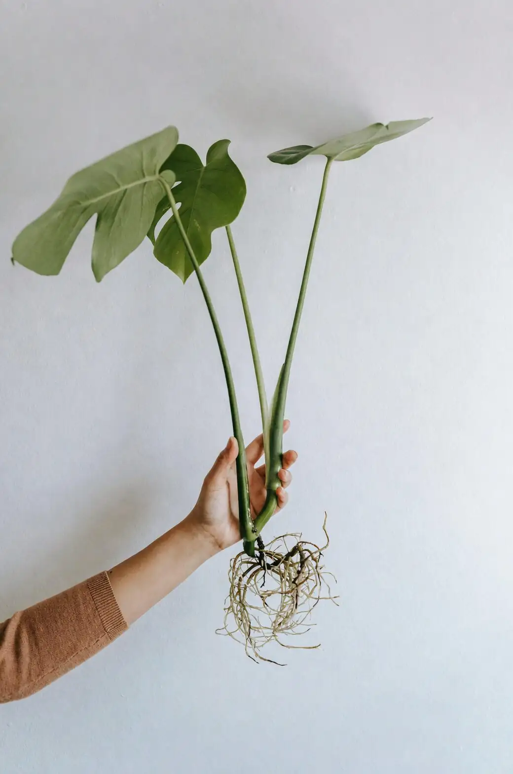 aeonium zwartkop stem cutting pruners