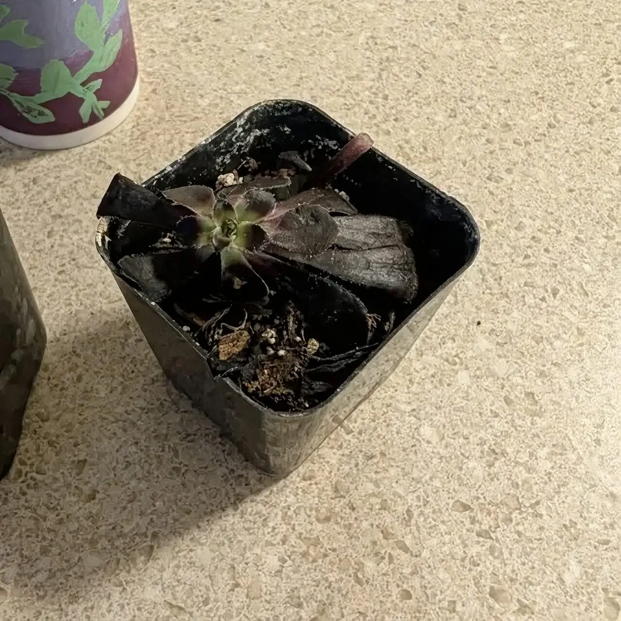 aeonium zwartkop beheading branching tiers