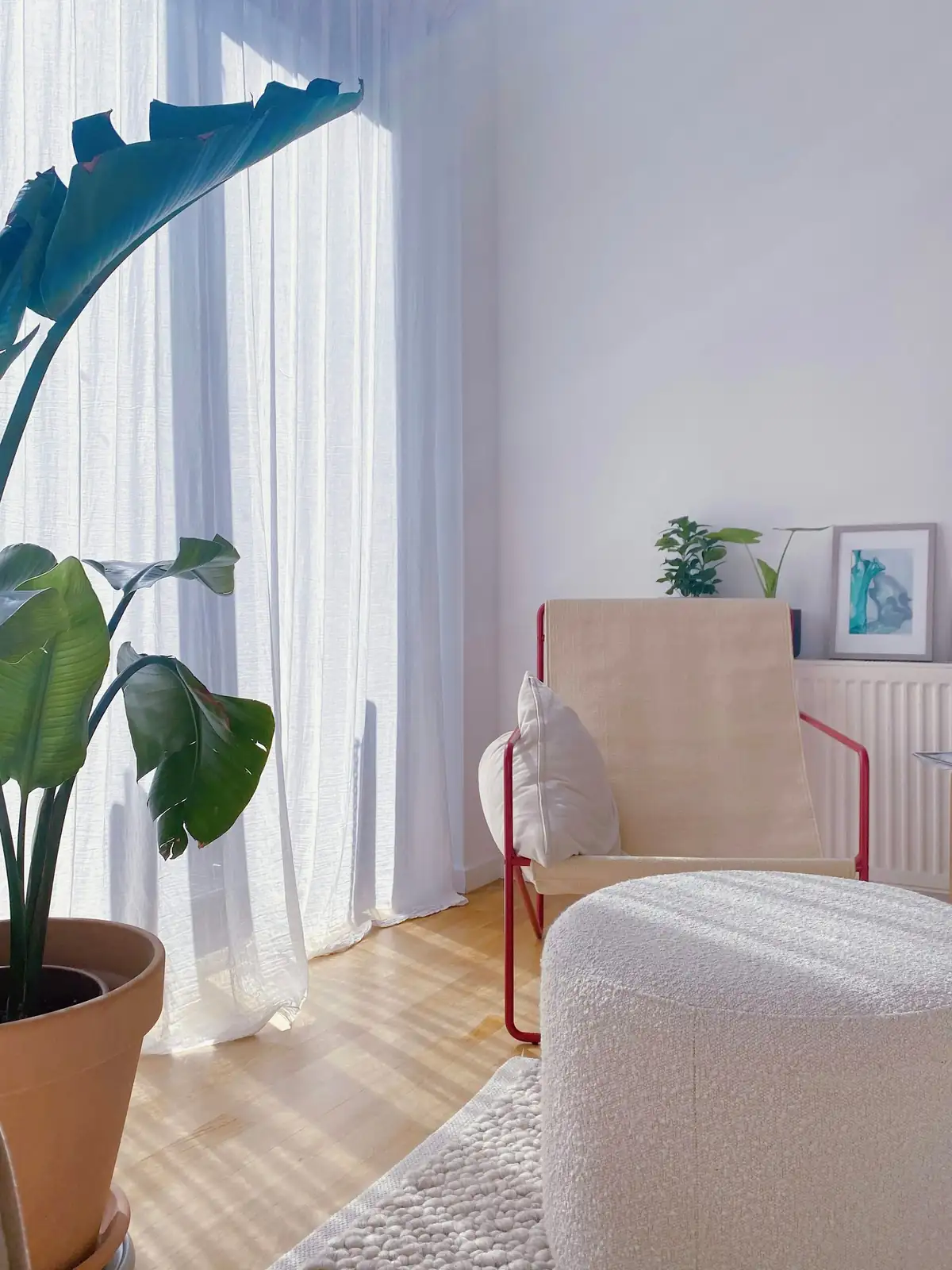Moody Minimalism: Styling ‘Zwartkop’ in Small Apartments (and Why Terrariums Fail It)