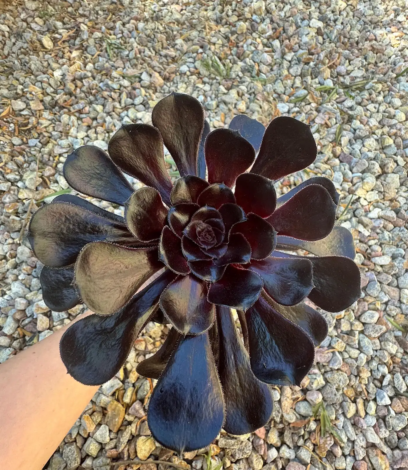 aeonium zwartkop under LED grow light