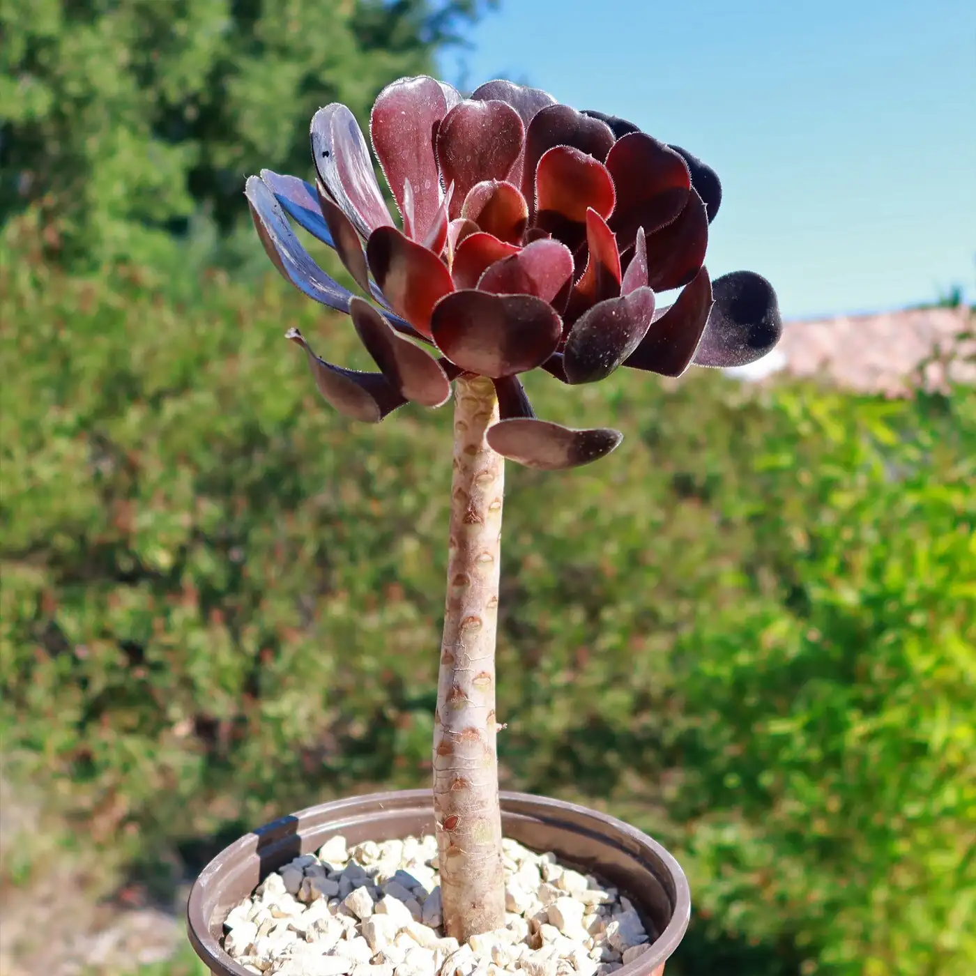 aeonium zwartkop open bowl display