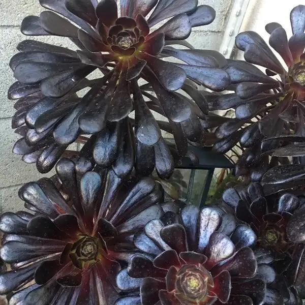 Autumn‑to‑Spring All‑Star: A Month‑by‑Month Care Calendar for Your Black Rose