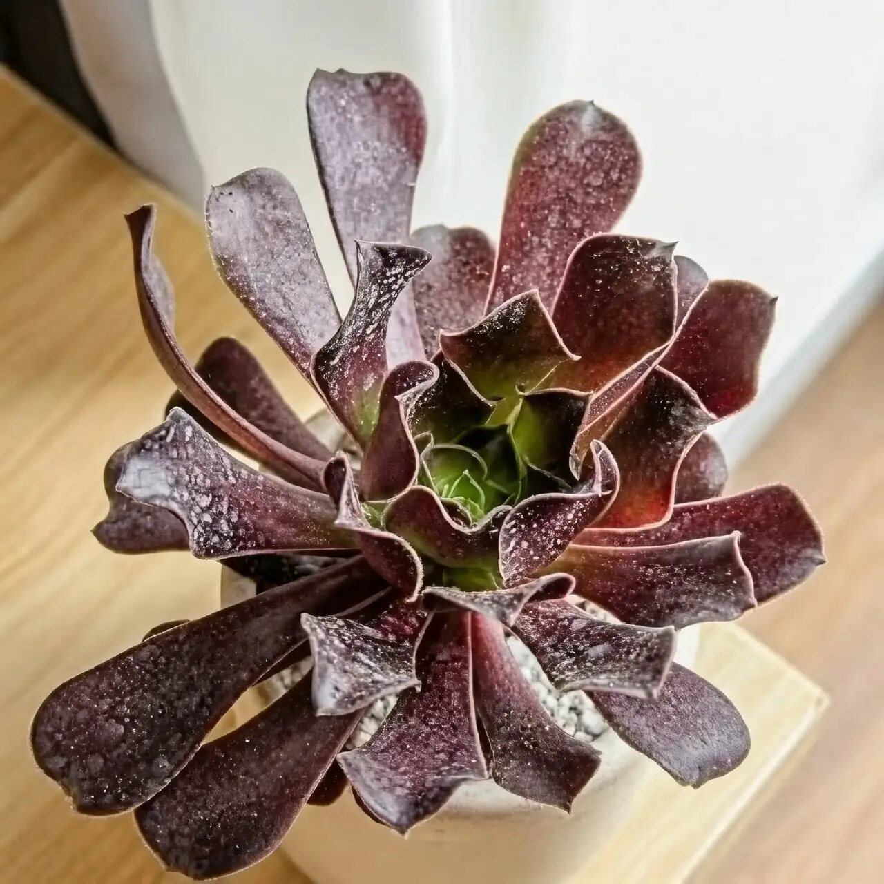 black rose aeonium indoor windowsill