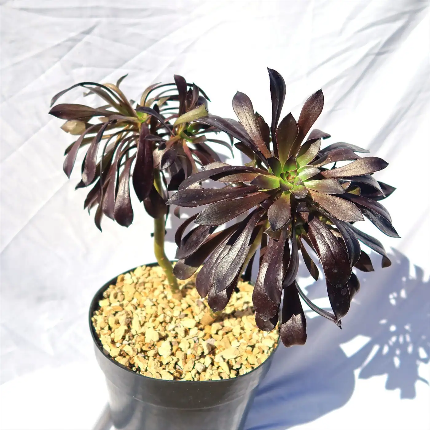 black rose aeonium under grow light
