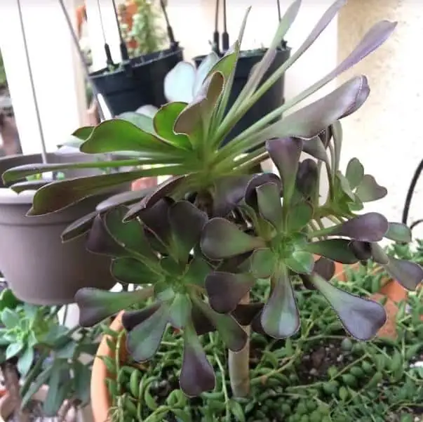 aeonium zwartkop under shade cloth
