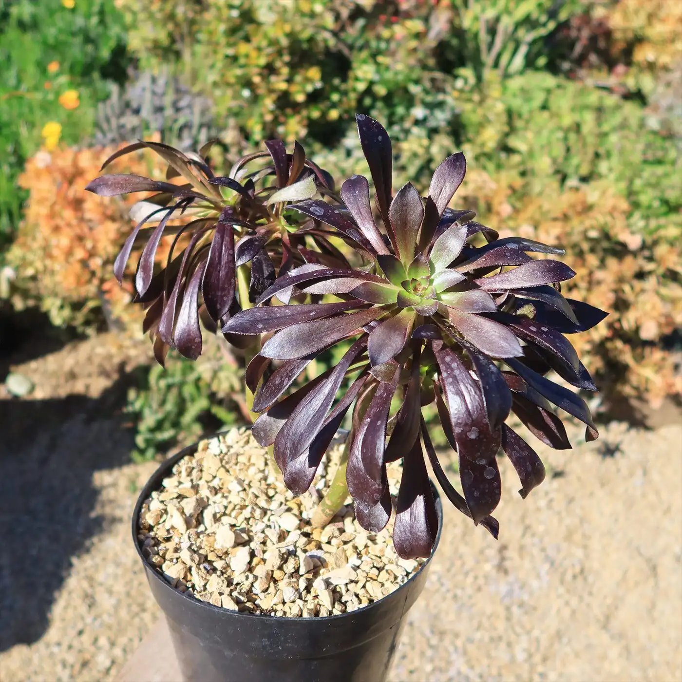 aeonium zwartkop gritty soil mix