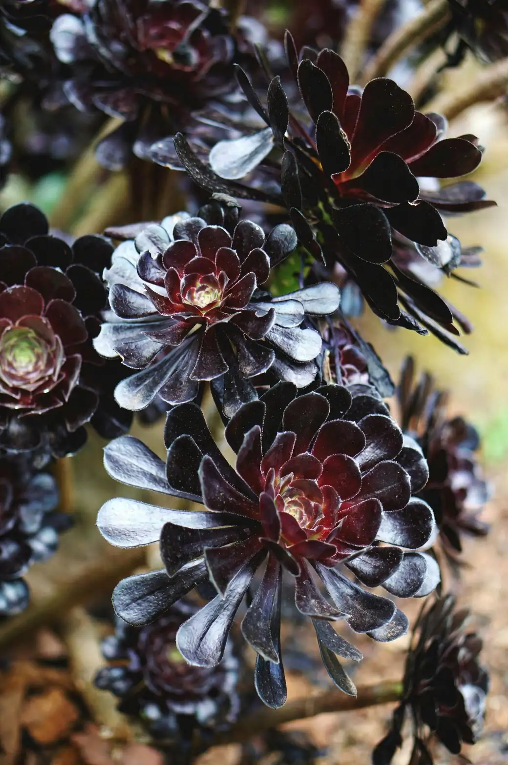 Leggy Stems, Pale Leaves? Diagnose Your ‘Zwartkop’ in 60 Seconds