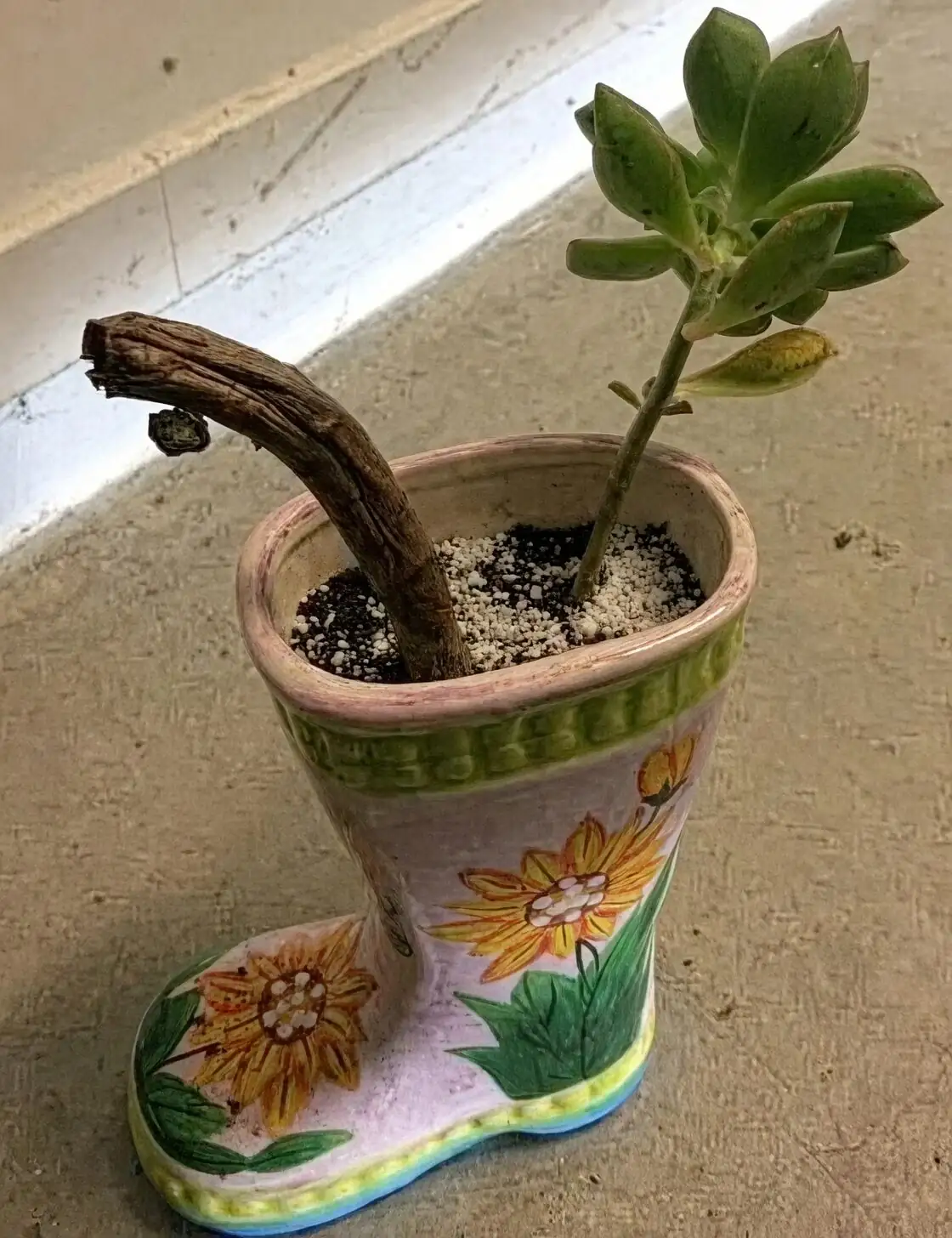 aeonium zwartkop leggy stems indoor