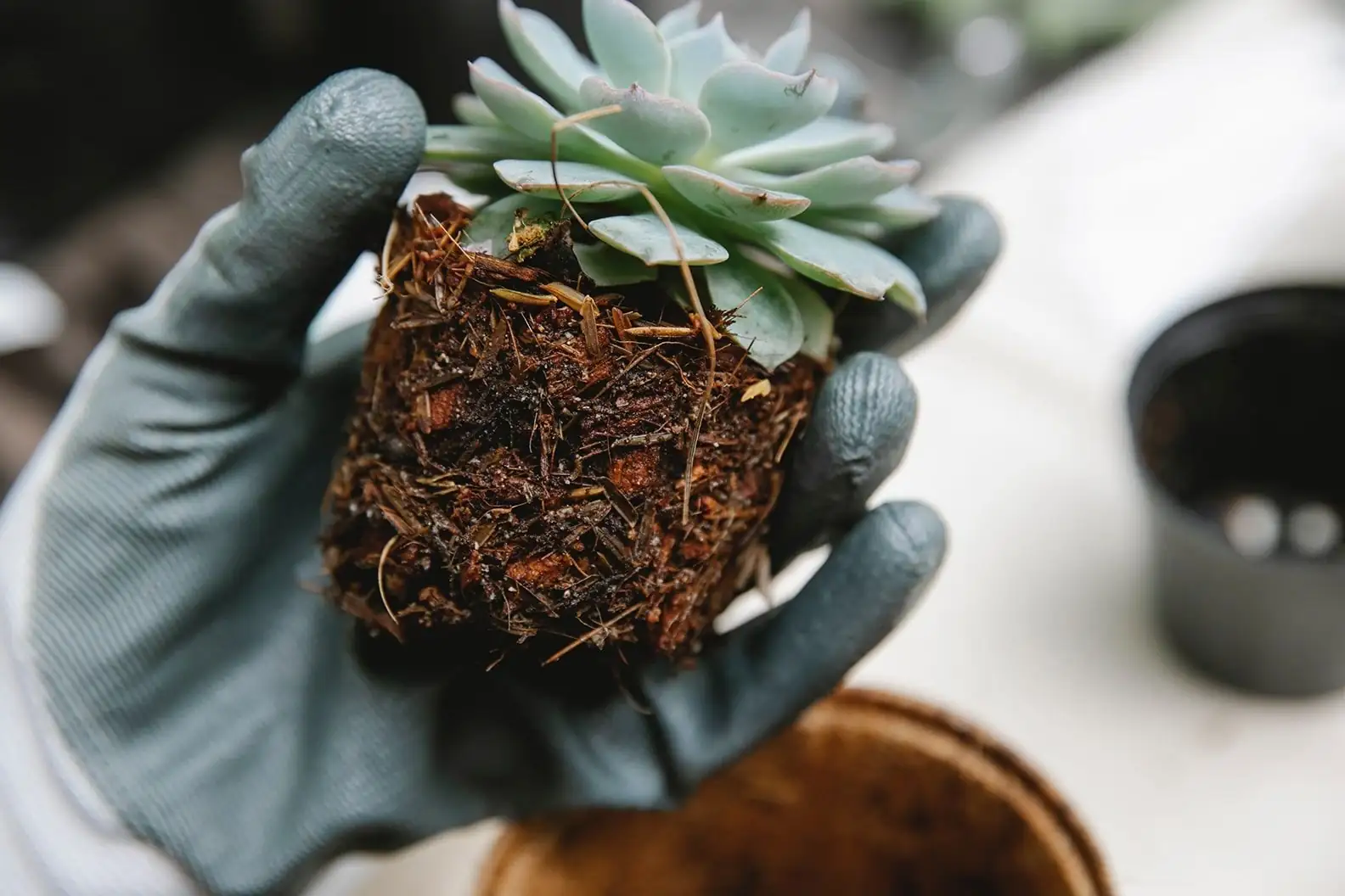 aeonium zwartkop root rot repotting
