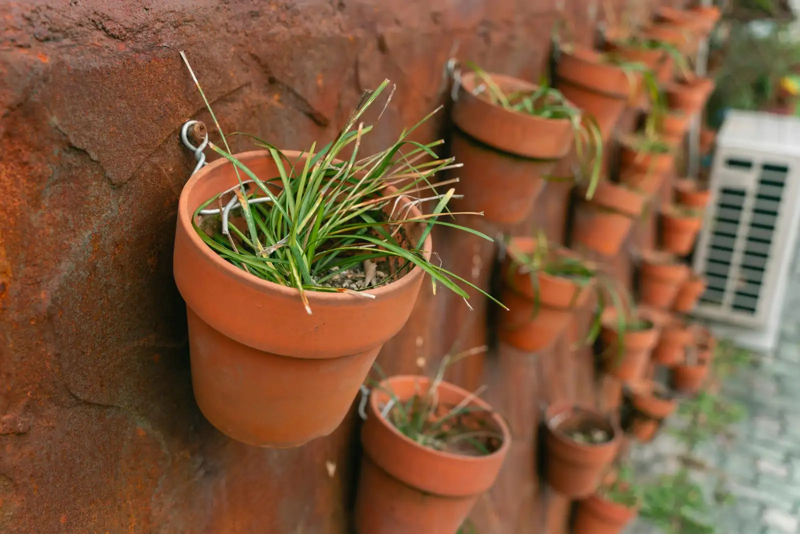 Black Meets Chartreuse: Companion Plants that Make ‘Zwartkop’ Pop