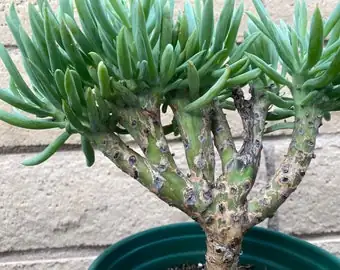 aeonium zwartkop lemon sedum chalksticks