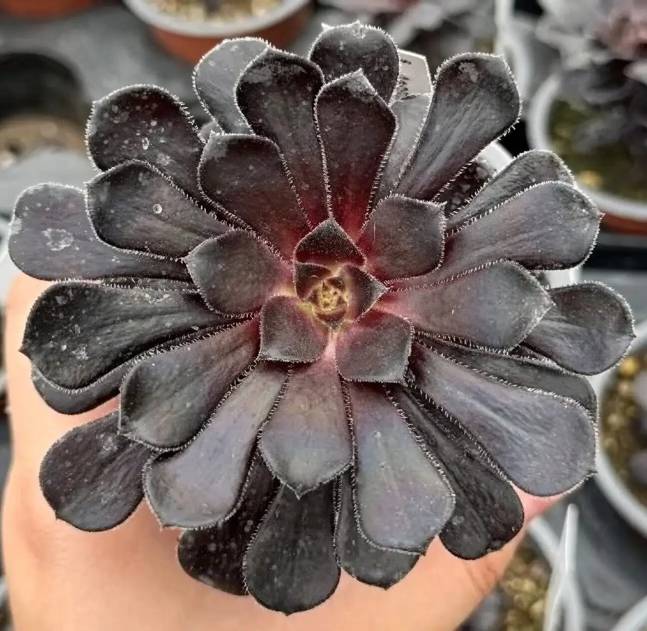 aeonium zwartkop sunny windowsill