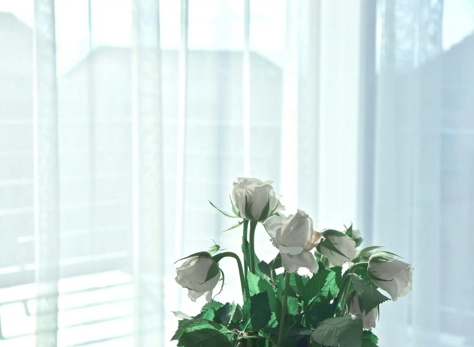 black rose aeonium window light